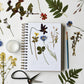 Dandelion Herbarium Journal • Mushroom Cream