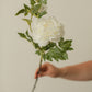 Mountain Peony: White