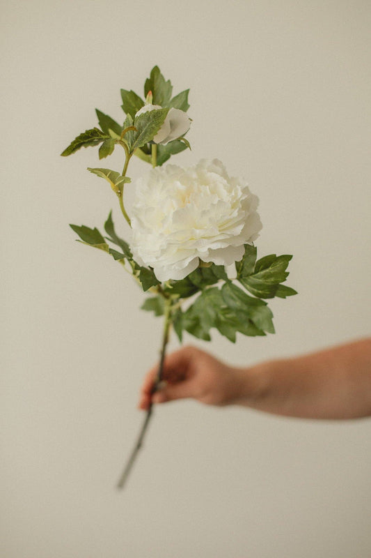 Mountain Peony: White
