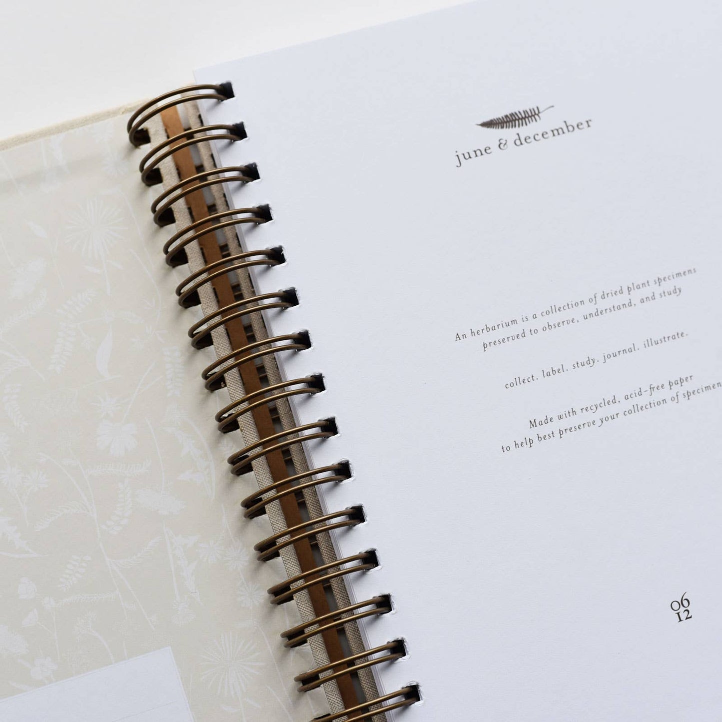 Dandelion Herbarium Journal • Mushroom Cream