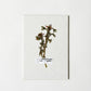 Botanical Specimen Labels