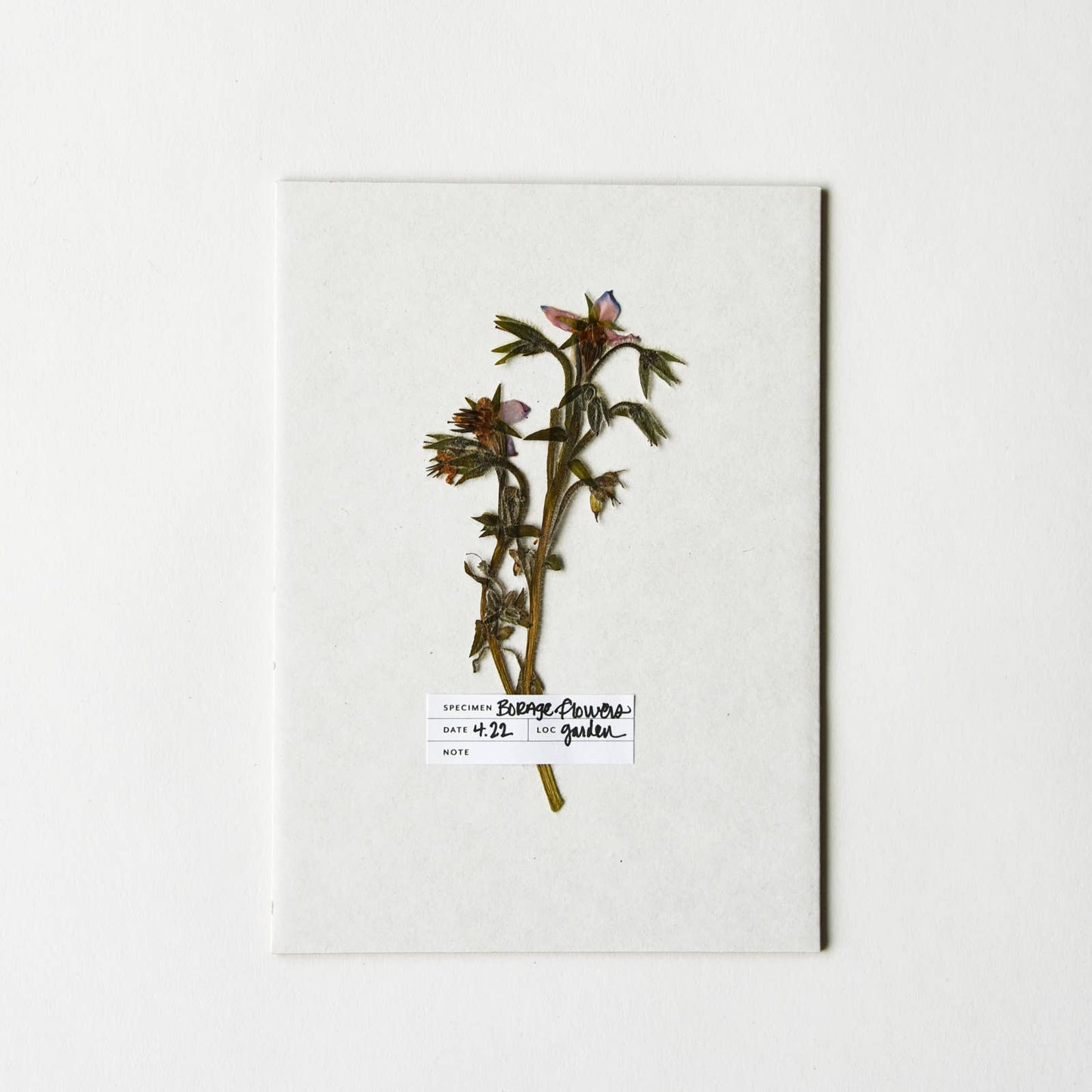 Botanical Specimen Labels