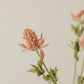Bell Thistle