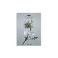 Botanical Specimen Labels