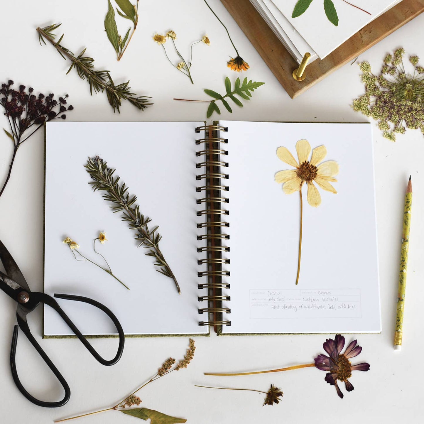 Fern Herbarium Journal • Forest Green