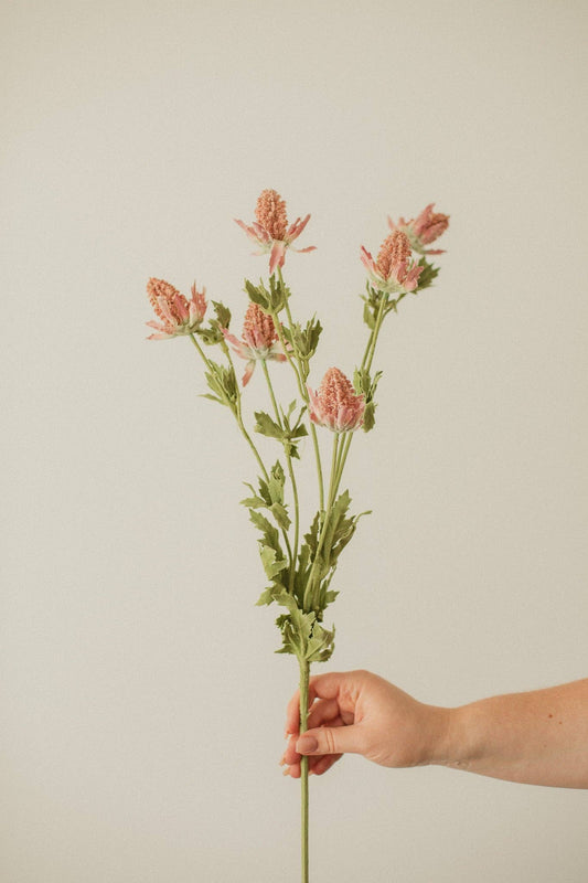 Bell Thistle
