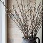 Pussy Willow Stem, Tall
