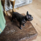 French Bulldog Stature