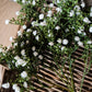 Gypsophila Bush