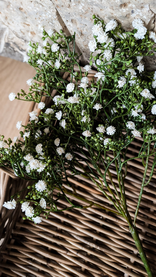 Gypsophila Bush