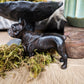 French Bulldog Stature