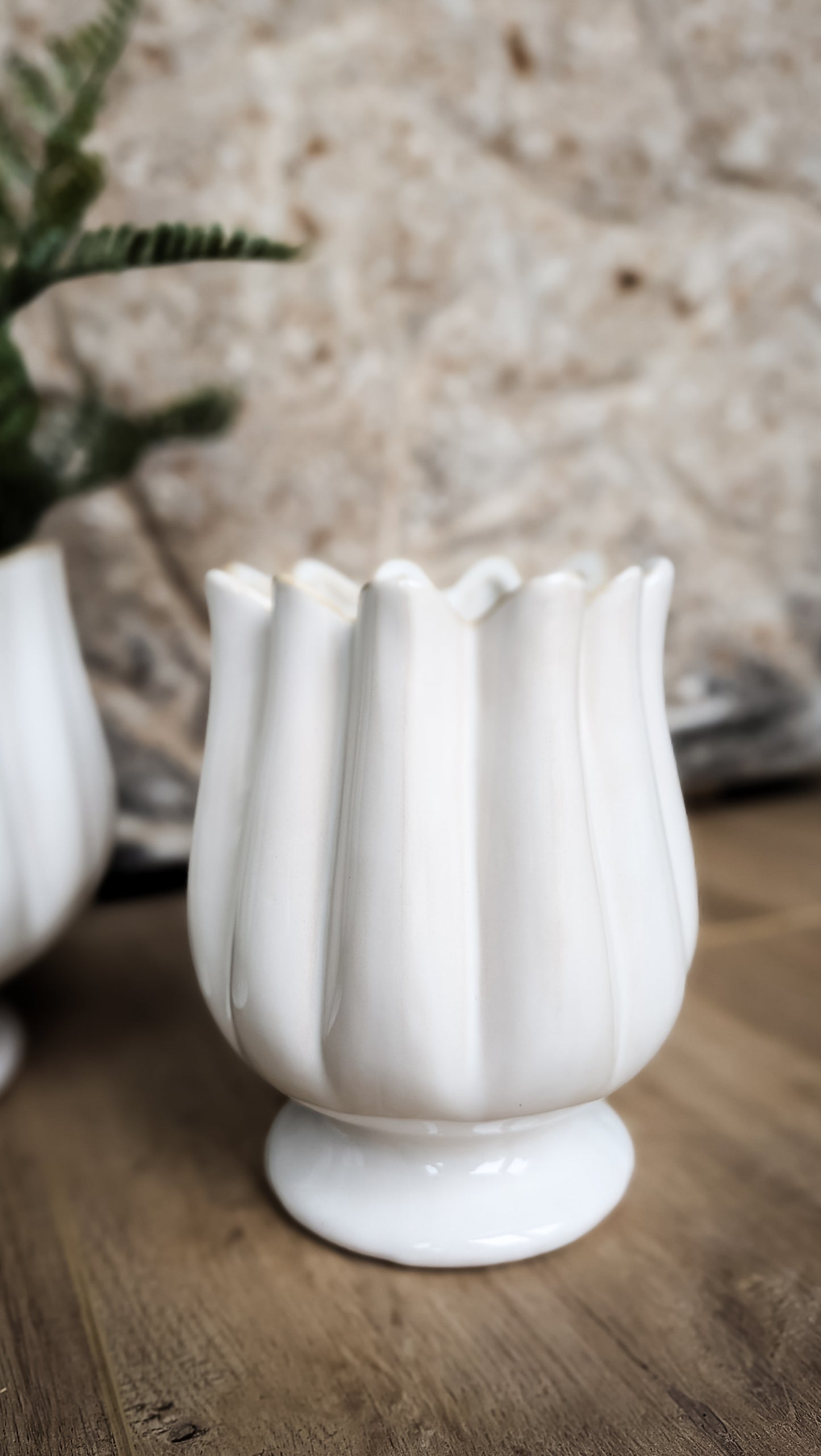 Tulipa Compote
