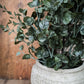 Eucalyptus Bush