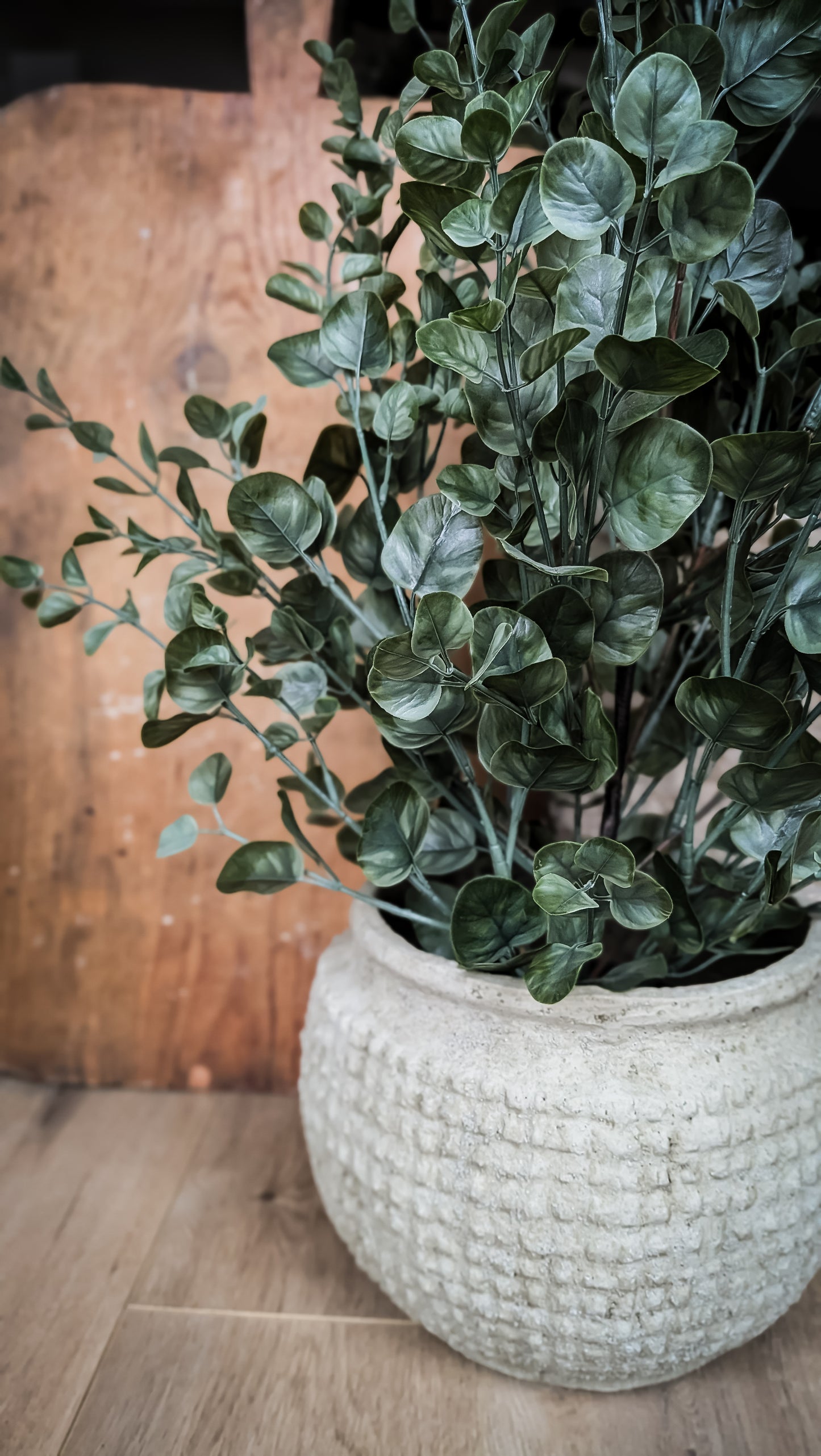 Eucalyptus Bush