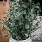 Eucalyptus Bush