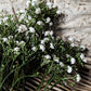 Gypsophila Bush