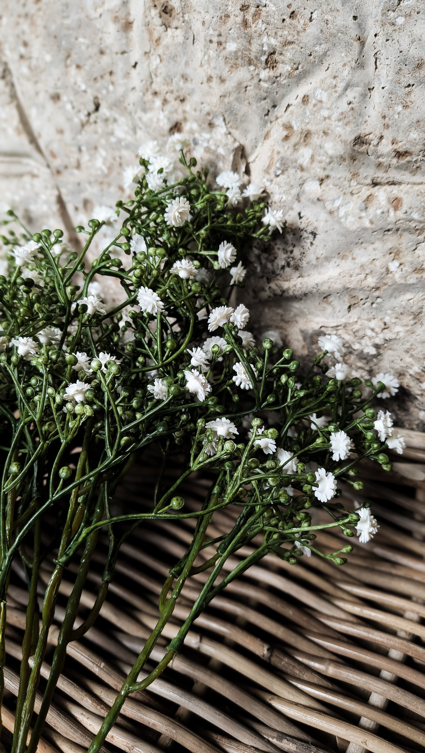 Gypsophila Bush