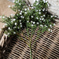 Gypsophila Bush