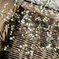 Wild Baby's Breath Stem