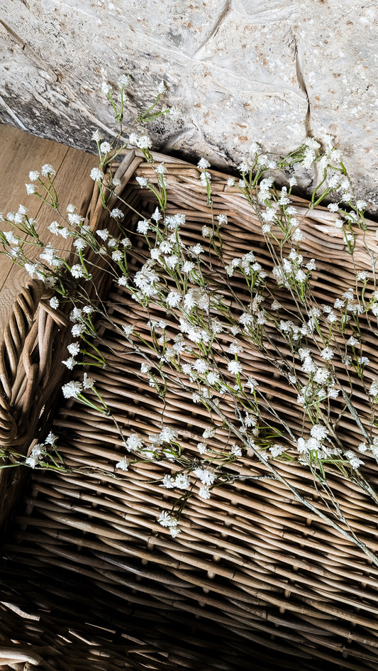 Wild Baby's Breath Stem