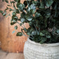 Eucalyptus Bush