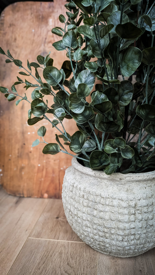 Eucalyptus Bush