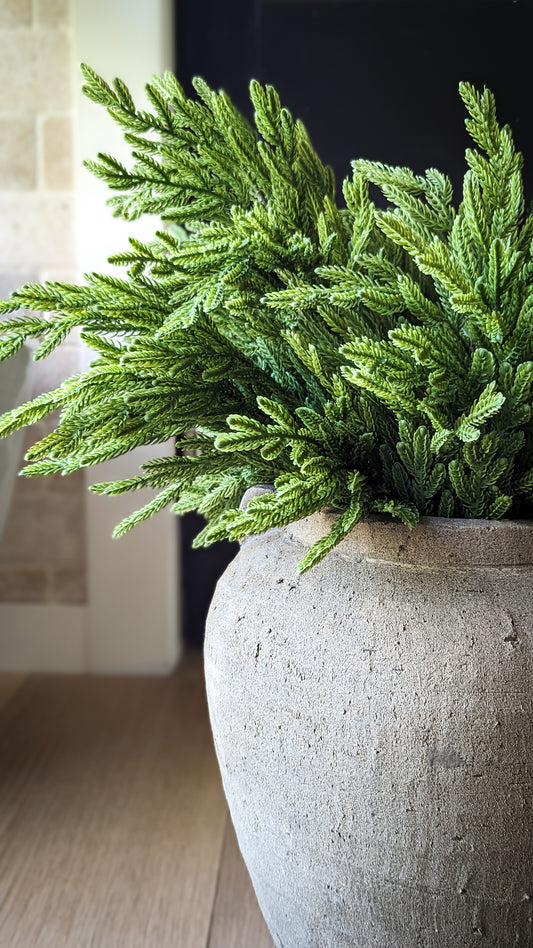 Baby Norfolk Pine Stem